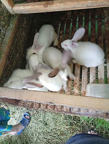 вязка коты: Продаю | Крольчата | Для разведения — 6