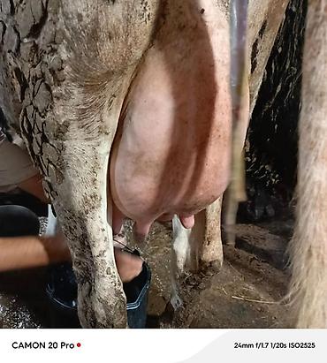 iney sagan: Bir heftedi dogub 1 ci qarina erkek Simmental balasi var buzov tek — 2