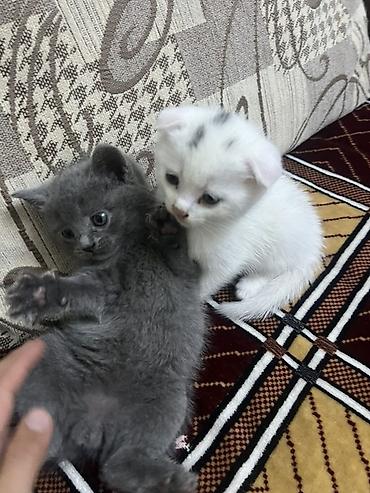 кошки сфинксы: Договорная
Два мальчика и одна девочка белая девочка на 3 фотке — 4