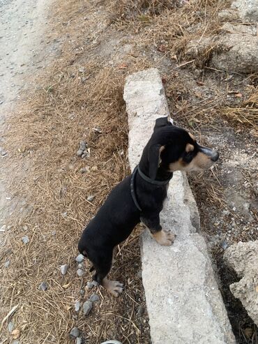 i̇tlər doberman: Doberman, 2 ay, Dişi, Peyvəndli, Ödənişli çatdırılma
