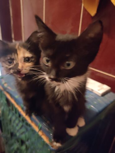 Отдам даром кошку: КОШКИ И КОТЯТА У НАС ПРИЮТ любой окрас есть можете выбрать у нас — 16