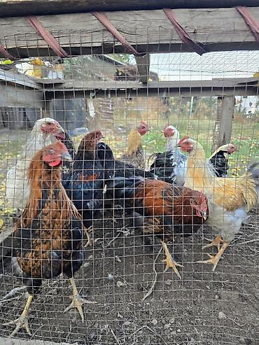 корейские куры: Продаю | Куры | Домашняя | Для разведения — 3
