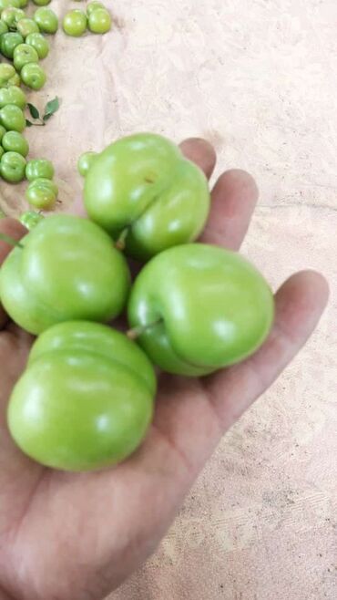 Meyvə və giləmeyvə: Bütün növ meyvə tinglərinin satışı mümkündür. Öz sahəmizdən satırıq — 2