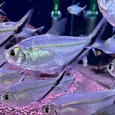 Балыктар: 🐟 Тетра Костае (Moenkhausia costae) Активная и красивая стайная рыбка — 1
