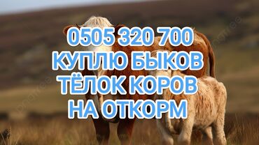 купить трактор юмз новый цена: Куплю | Коровы, быки, Лошади, кони | Откормленные, На откорм