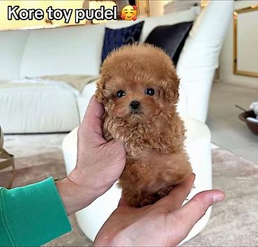 Pudel
