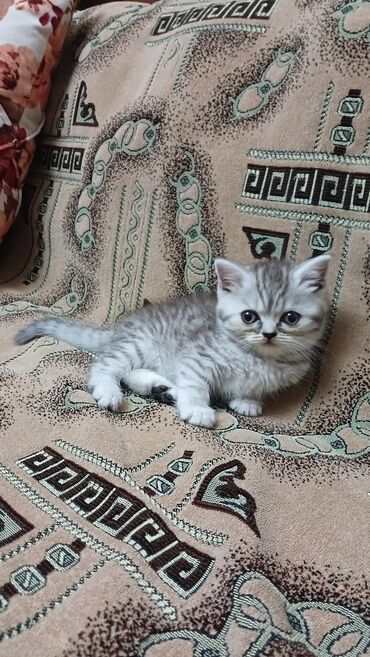 ev heyvanı: Şinşilla, Dişi, Yaxşı əllərə, Ünvandan götürmə
