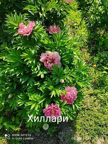 семена мака: Пионы (садовые сорта) Предлагаются декоративные пионы с сортовой — 2
