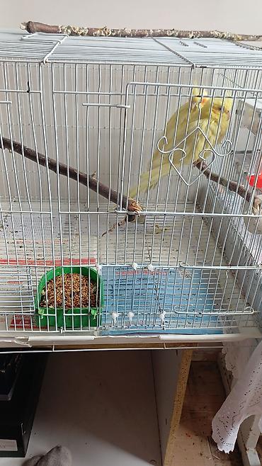 Quşlar: Ağ metal qəfəsdə sarı rəngli nimfa (cockatiel) papağanı — 1