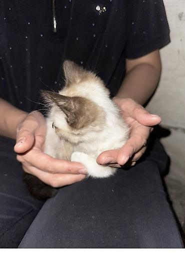 black cat: Котёнок с колор-пойнт окрасом (светлое тело, тёмные ушки, хвост и — 2