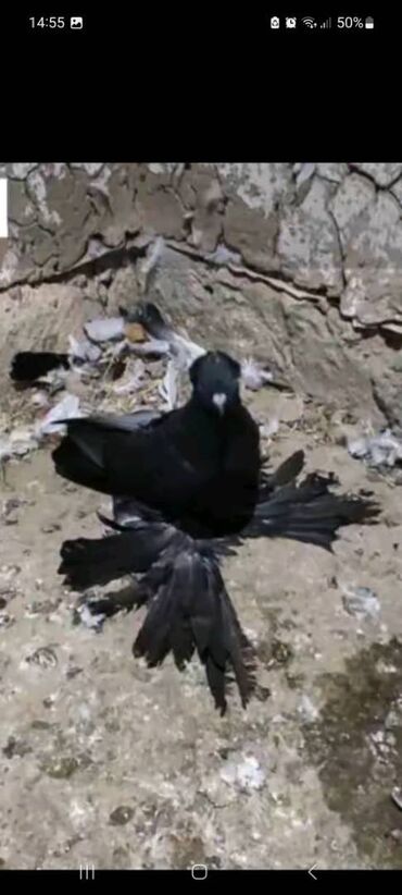 Gəmiricilər: Salam qardaşlar bu şəkildəkilər satılıb bundan bunanda böyük 4