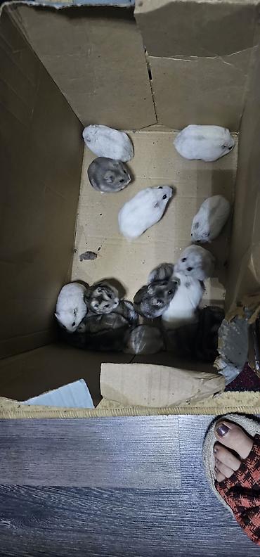 Gəmiricilər: Hamsterlər (Djungarian tipli) - Rənglər: ağ, boz və qarışıq naxışlı — 6