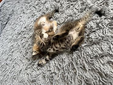 котята токмак: Беспородная, 1 месяц, Мальчик, Приучена к лотку — 10
