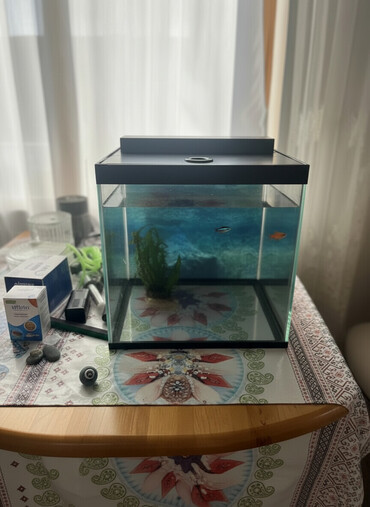 Akvariumlar: Akvaryum dəsti 1 akvaryum tezedi qalan herwey iwlenmiwdi ekseryeti az — 2