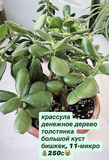 фикус цветы: Жонокой болмо гулдору Фикус акча гулу кактус папоротник жб — 4