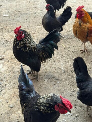 Куры, петухи: Продаю | Куры, Петух — 8