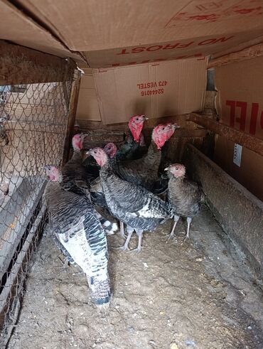 померанский шпиц цена баку: Məhsul: Hind quşları (türki) Təsvir: - Şəkillərdə qəfəsdə saxlanılan