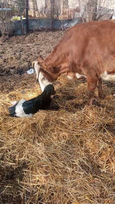 Inəklər, öküzlər: Simental tipli inəklər və buzağı - salam aleykum qirmizi inek 20 — 7