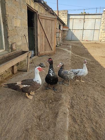 ordey: Dord lumuzin erkey lal ordekler. agir cekili ordeylerdi. hamsi birge — 10