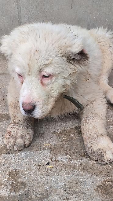 İtlər: Alabay — 6