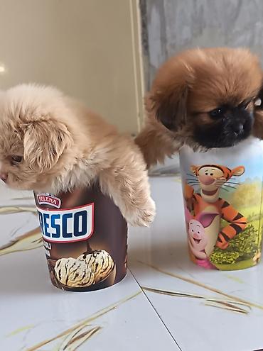 pekin ördeği: Pekines, 1 ay, Erkək, Ünvandan götürmə — 3