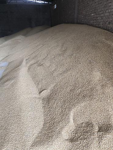 сумка для собак: Арпа,Ячмень,сатылат оптом баада даставкасы бар, 5-тоннадан жогору — 1