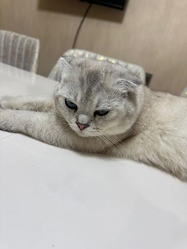 Pişiklər: Şotland — 8