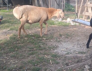 продаю связи с переездом: Продаю | Баран (самец) | На забой