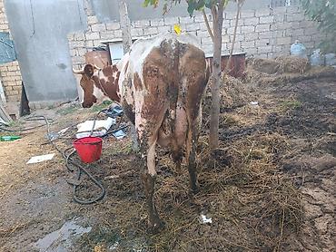 tap az qusar heyvanlar: Salam aleykum. Allah hamının bazarın versin. Diqqətlə oxuyun sonra — 4