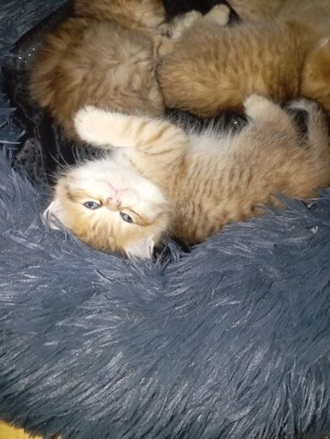 стрижка собак на дому недорого: Şinşilla, Ödənişli çatdırılma lalafo.az -da стрижка собак на дому недорого: Şinşilla, Ödənişli çatdırılma