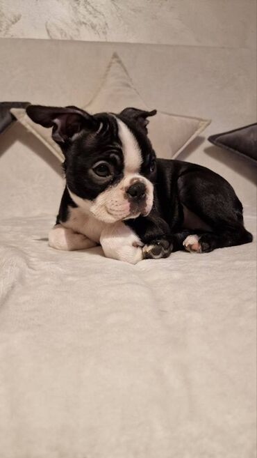 Psi: Na prodaju štenci rase BOSTON TERIJER, prekrasnih, zdravih roditelja na lalafo.rs — 17 Psi: Na prodaju štenci rase BOSTON TERIJER, prekrasnih, zdravih roditelja — 17