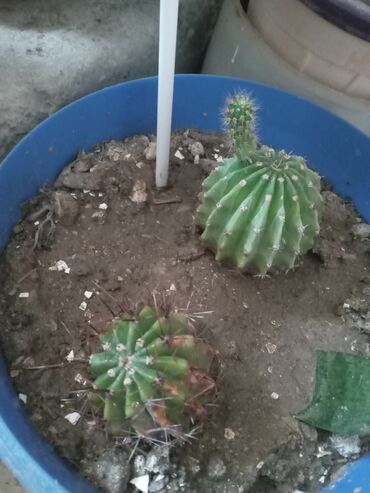 Otaq bitkiləri: Diqqetle oxuyun!! şekildeki ustu çiçekli kaktusun artirmalaridir — 5