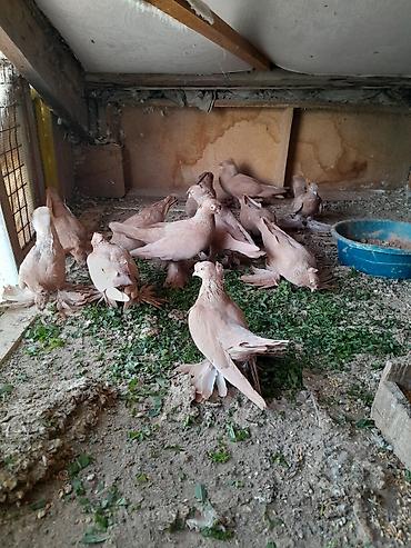 ечки улактар: Желтые
Двухчубые
Узбекские — 1