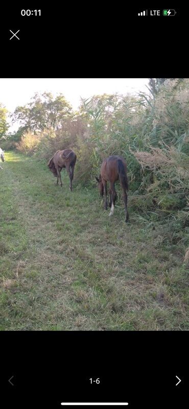 продам бу оборудование для птицефабрики: Сатам | Тай | Көбөйтүү үчүн | Мерин