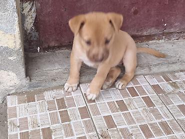 pit dermani: 1 ay — 2