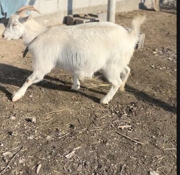 каракол животное: Коза,1 год дойная хорошая послушная девочка