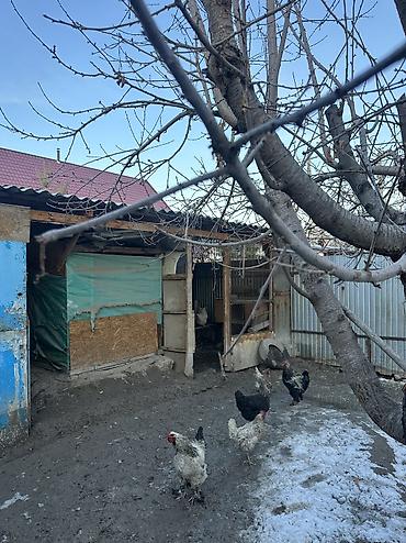 Продажа домов: Дом, 100 м², 4 комнаты — 8