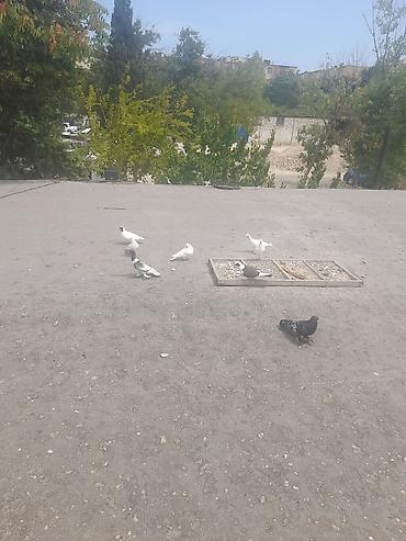 derzi quşu: 9 eded qusdu 5 aznnnen top sekilde satilir saglam quslardi — 3