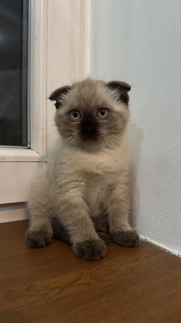 котята шотландские вислоухие: Скотиш Фолд (Шотландская вислоухая), 2 месяца, Мальчик, Приучена к лотку — 2