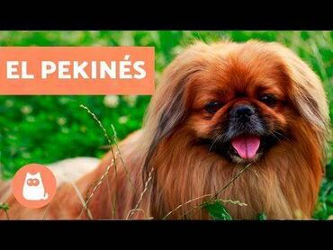 немецкая овчарка в баку: Пекинес, 8 месяцев, Самец, С прививками, Платная доставка