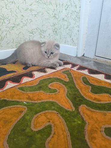 кошка шотландская вислоухая: Шотландский вислоухий котёнок (Scottish Fold) - Окрас — 2