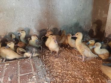 lavanda ördək: 🦆 Kanada sortlu ördəklər satılır 🔹 3 günlük ördək balası – 6 AZN 🔹 — 2