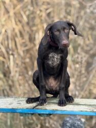 сабака дратхар: Курцхаар, 6 месяцев, Самец, С прививкой, С родословной