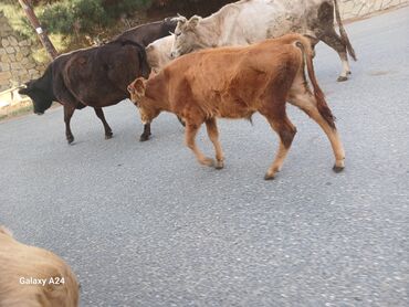 купить аквариум в баку: Cox tecili satilir erkek dana qiymetinden qat qat qsagi