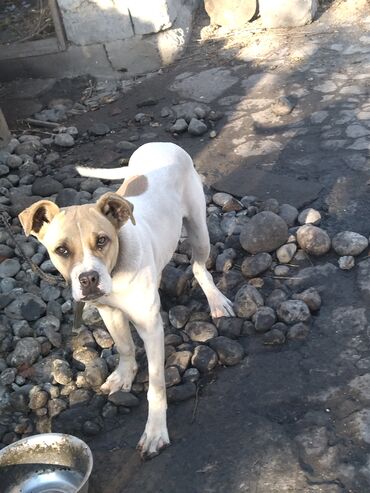 Продажа собак: Алабай, 7 месяцев, Самка, С прививкой, С родословной — 2