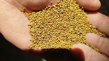 Кормовые растения: Семена кормовых растений: Люцерна — 2