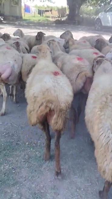 toyuq ucuz qiymete: Dişi, il: 1, Damazlıq, Pulsuz çatdırılma — 9