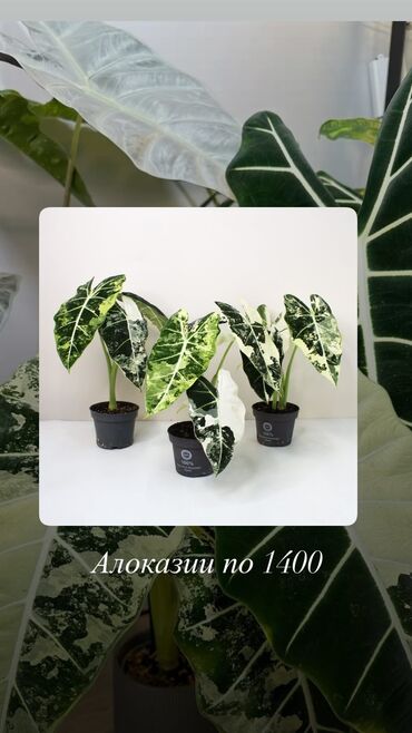 Другие комнатные растения: 🎁Оформление бесплатно! У нас есть в наличии: Спатифиллумы (женское