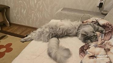 жд: Кошка даром: Беспородная, 2 года, Девочка, Приучена к лотку — 6