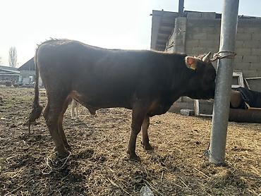 Коровы, быки: Продаю | Бык (самец) | На откорм | Привязанные — 5
